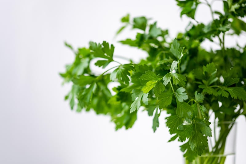 Plant-Based Meals